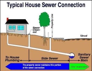 How to Detect and Prevent Tree Roots in Your Sewer Line